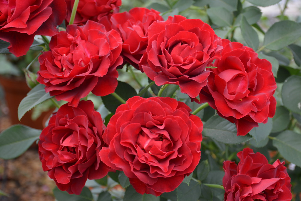 Роза флорибунда `Hommage a Barbara`